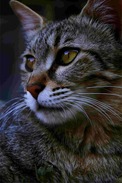 demo cat face image